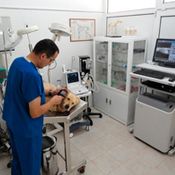 Clínica Veterinaria Peñíscola veterinario examinando perro